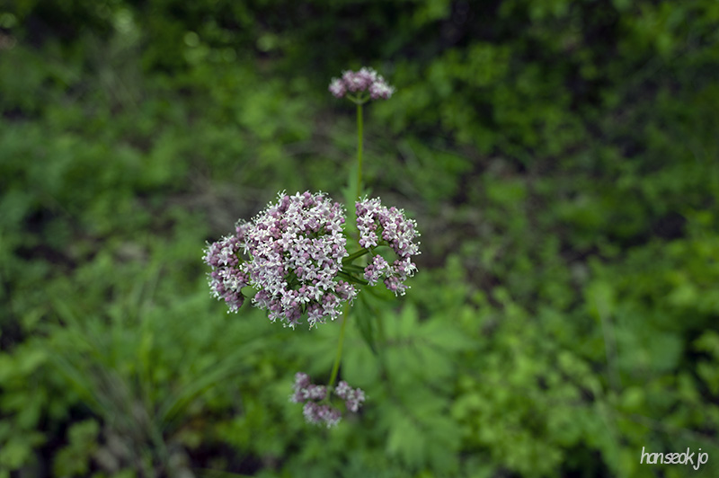 DSC_5091.jpg