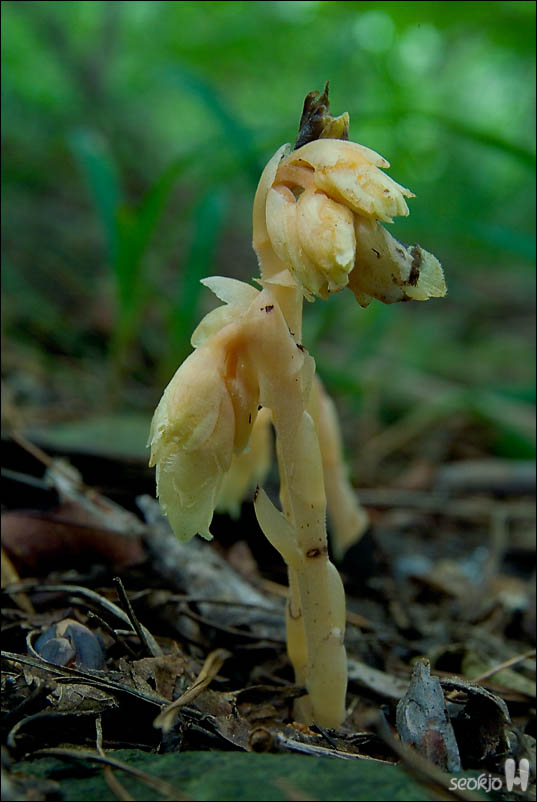 DSCF5038.jpg
