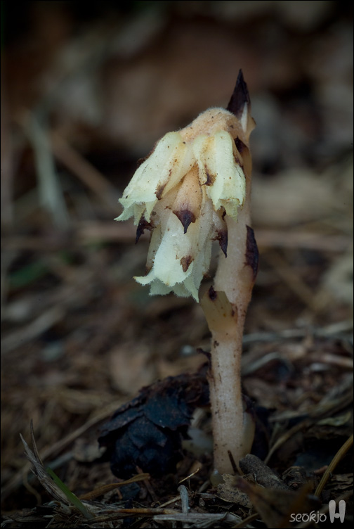 DSCF1051.jpg