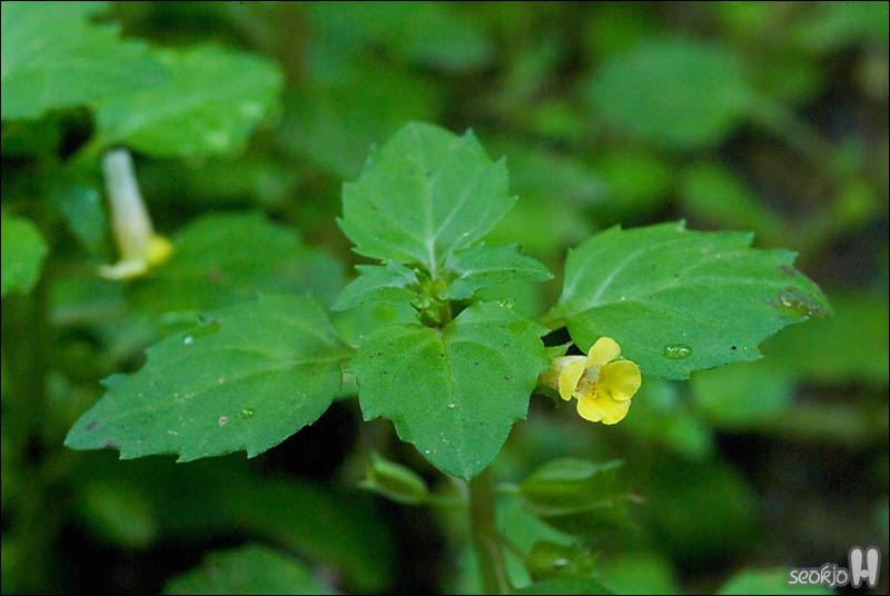 DSCF5366.jpg