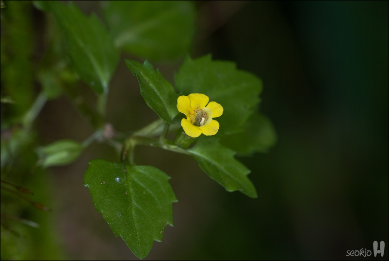 DSCF1063.jpg