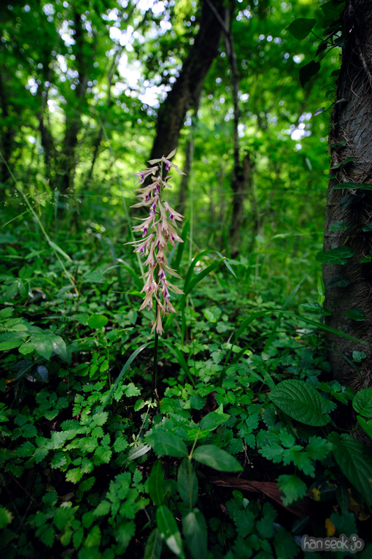 HSJ_0208.jpg