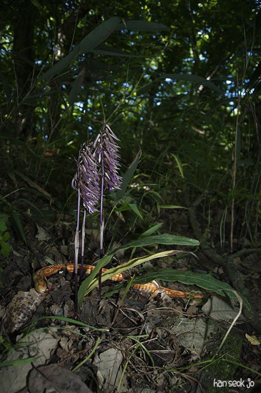 HSJ_5084.jpg