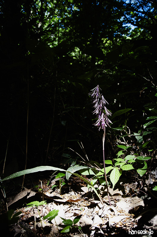 HSJ_5046.jpg