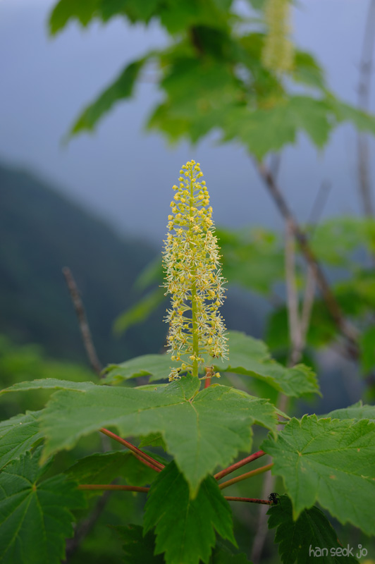 HSJ_0393.jpg