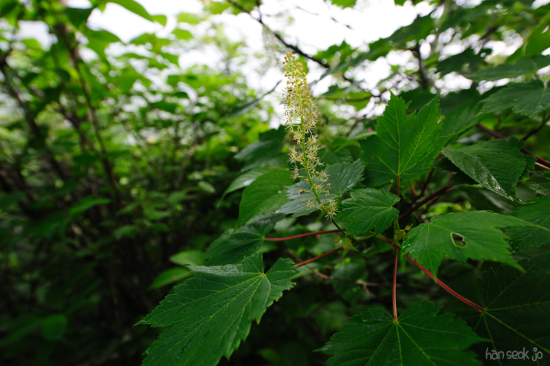 HSJ_0461.jpg
