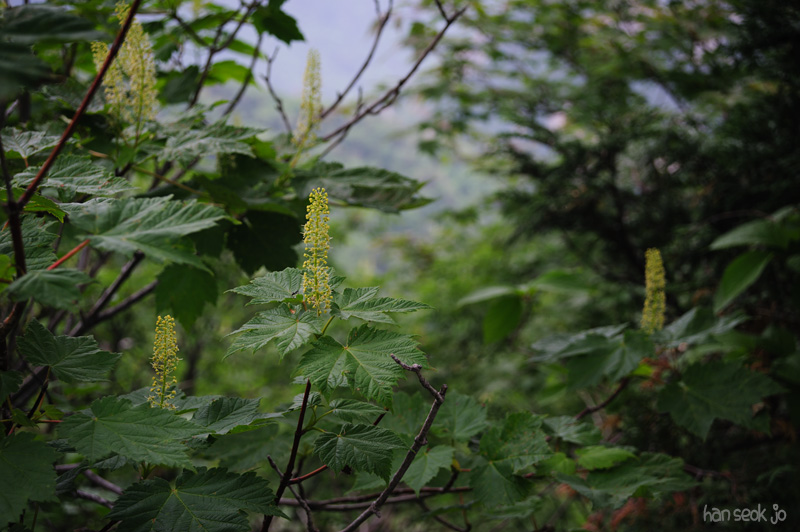 HSJ_0363.jpg