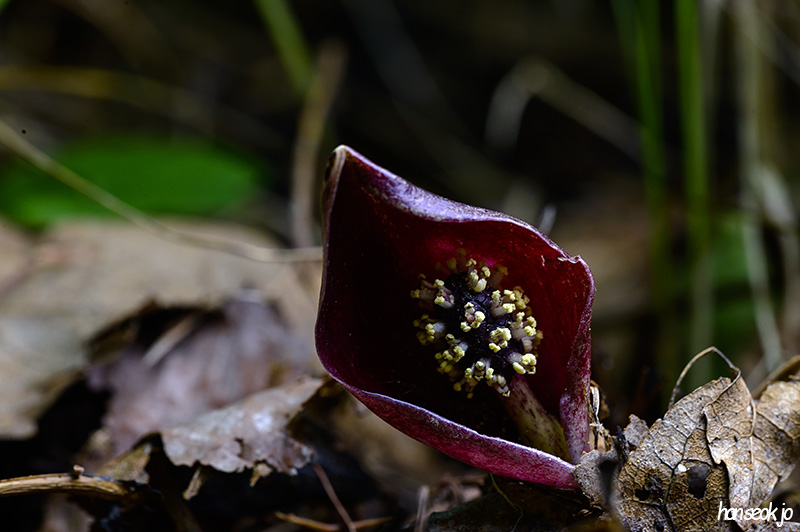 DSC_4306.jpg