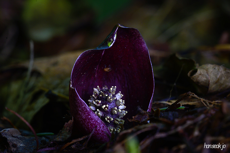 DSC_4303.jpg