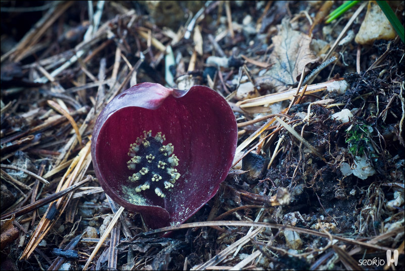 DSCF0786.jpg