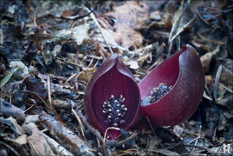 DSCF0793.jpg