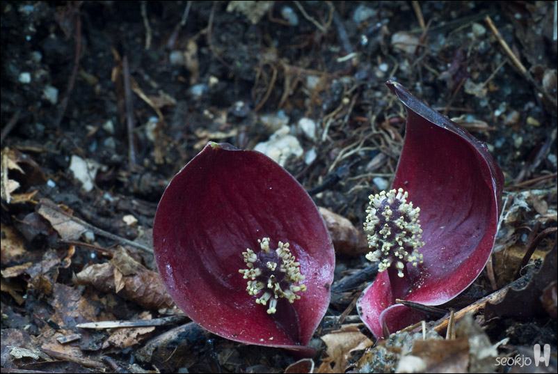 DSCF0795.jpg
