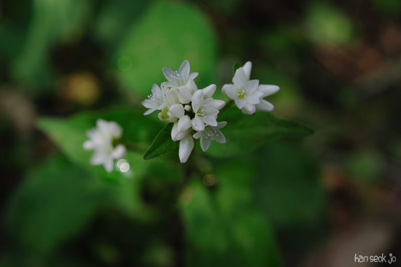HSJ_4907.jpg