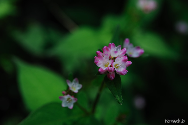HSJ_4905.jpg