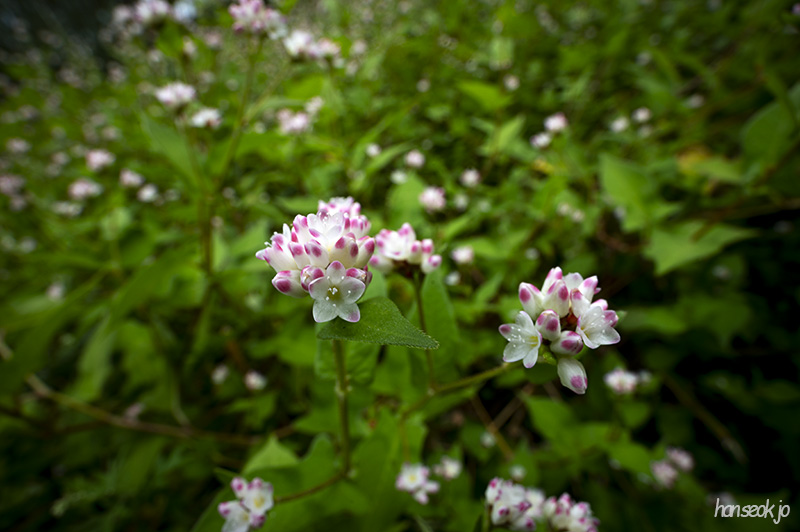 DSC_1950.jpg