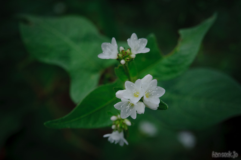 HSJ_0972.jpg
