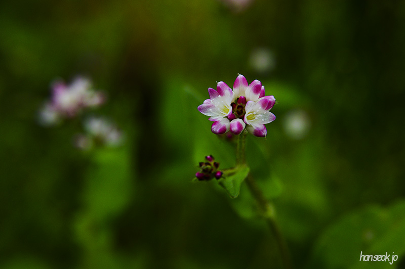 DSC_4596.jpg