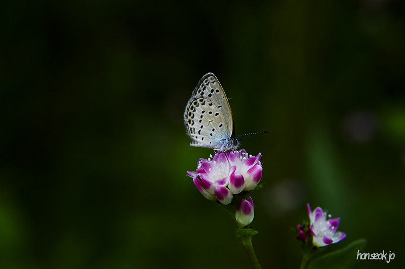 DSC_4601.jpg