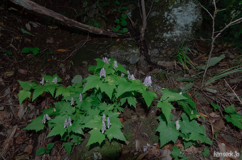 DSC_8728.jpg