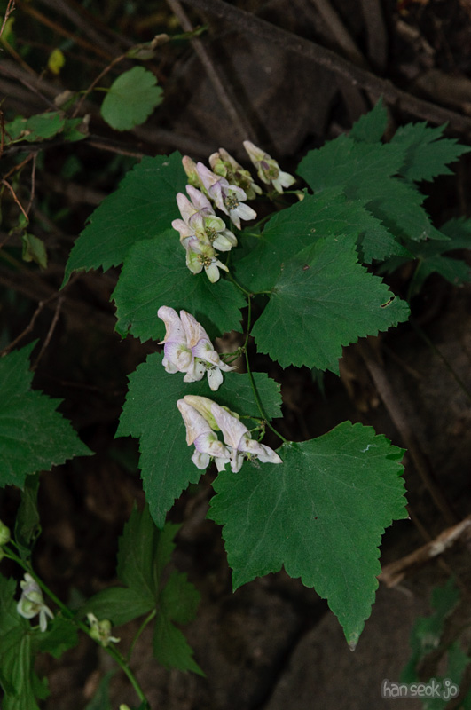 DSC_8680.jpg