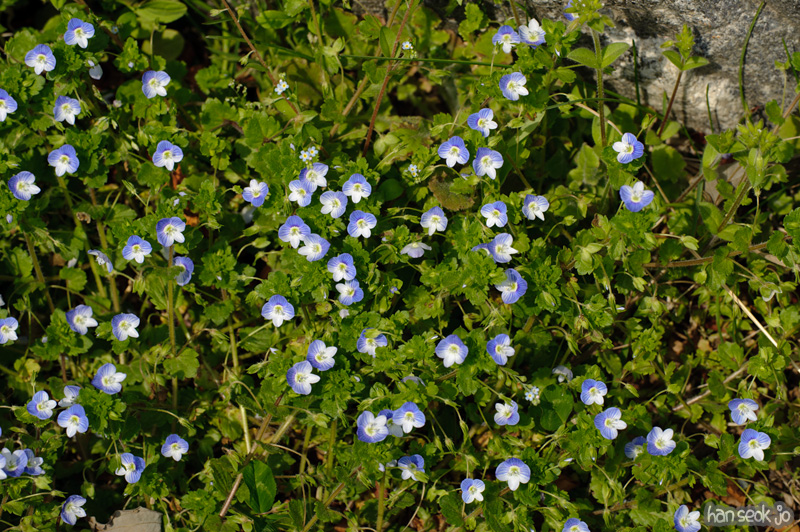 HSJ_9025.jpg