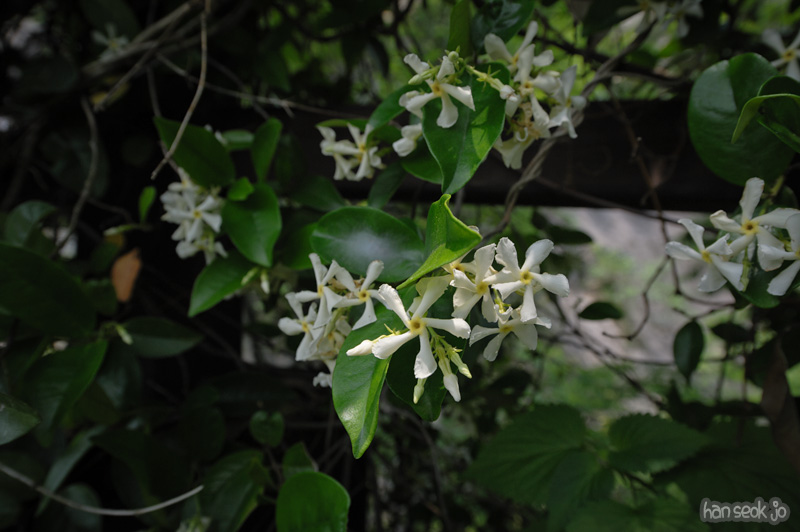 HSJ_0236.jpg