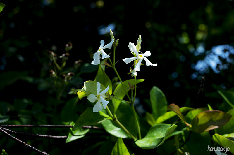 DSC_5234.jpg