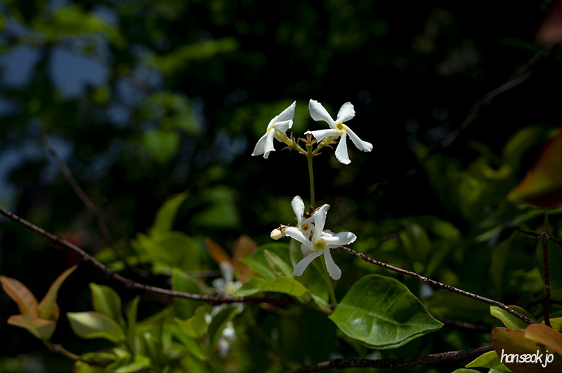 DSC_5233.jpg