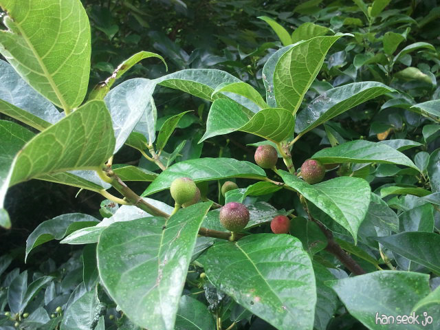 2011-07-30.jpg