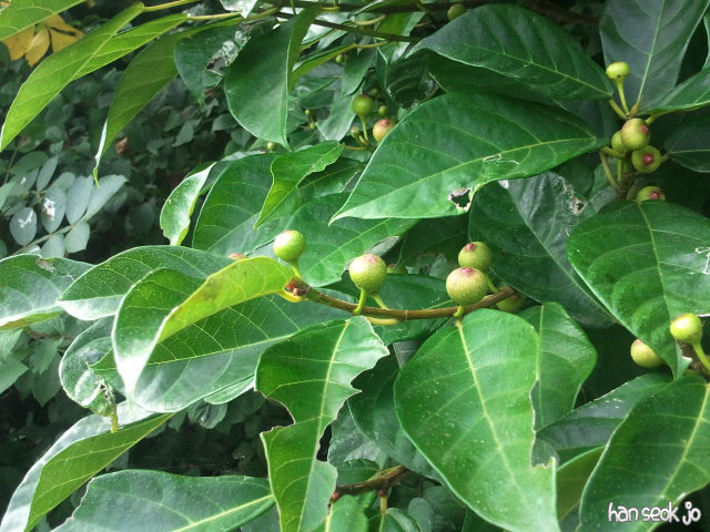 2011-07-30a.jpg