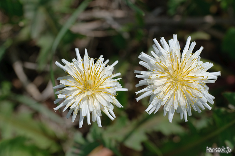 DSC_6024.jpg
