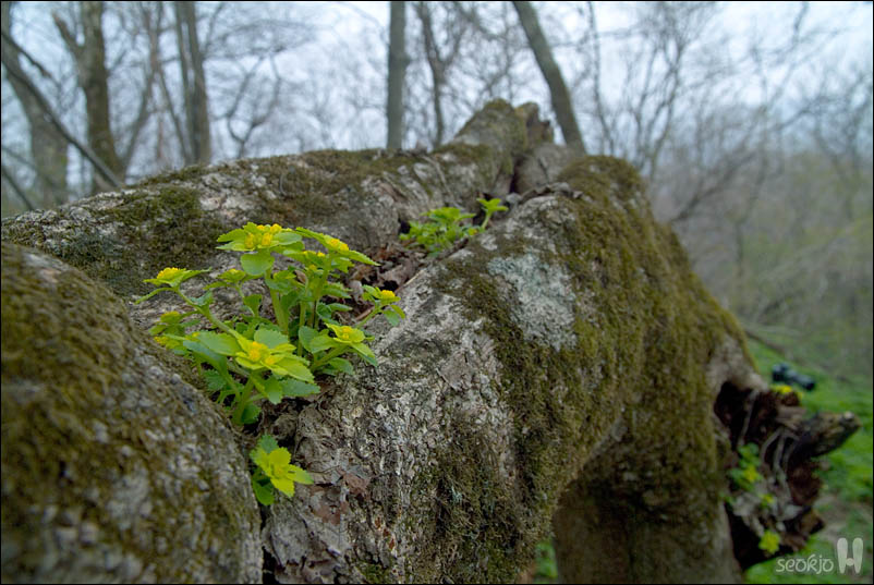 DSCF3538.jpg