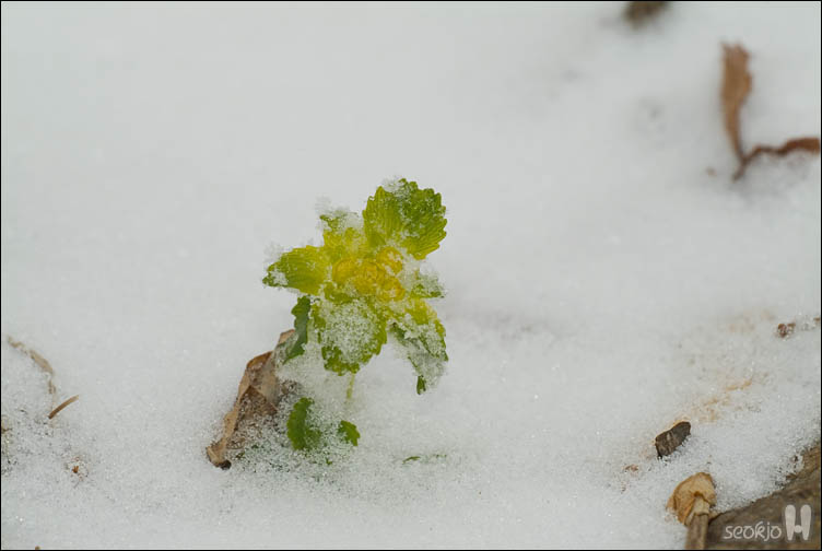 DSCF7428.jpg