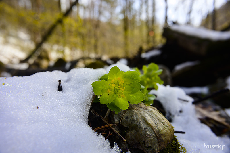 DSC_2026.jpg