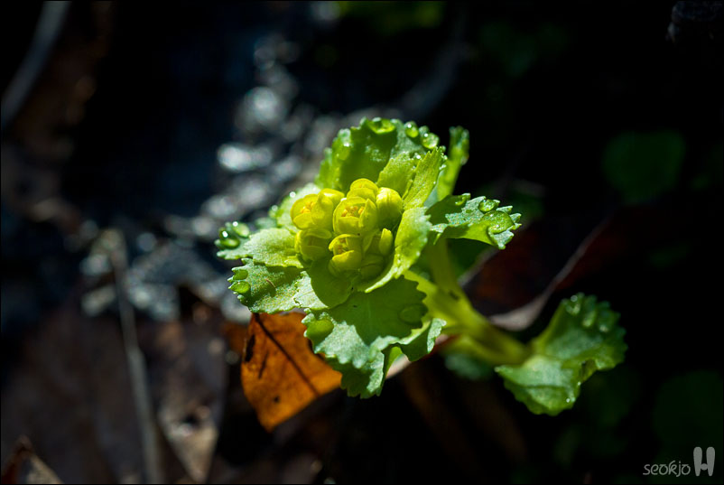 DSCF7787.jpg