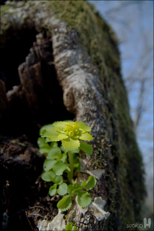 DSCF7752.jpg