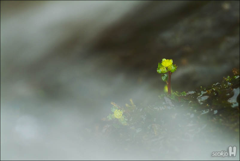 DSCF2965.jpg