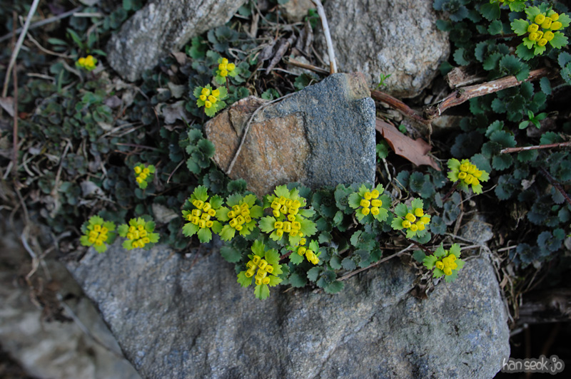 HSJ_9013.jpg