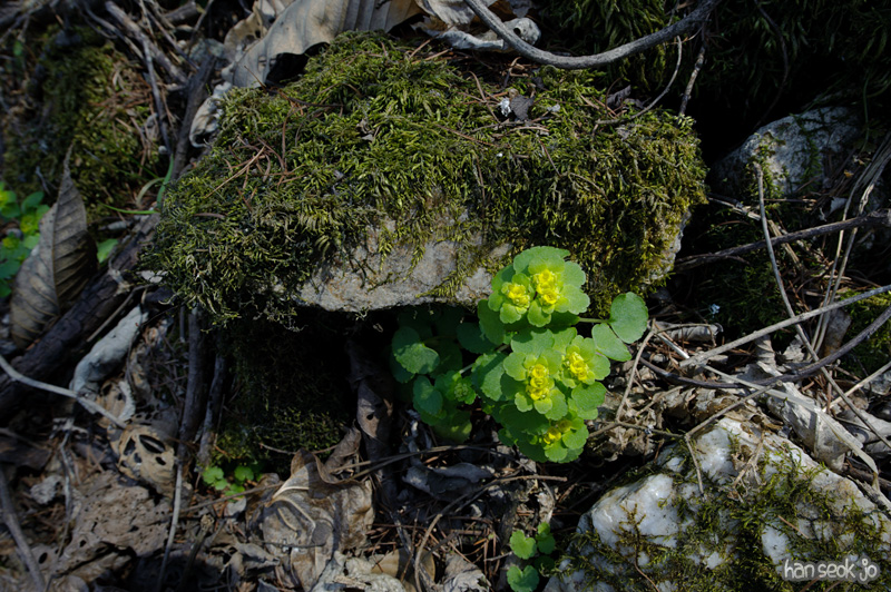 hsj_7517.jpg