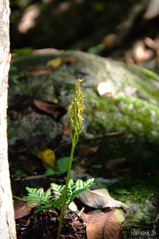 DSC_8265.jpg