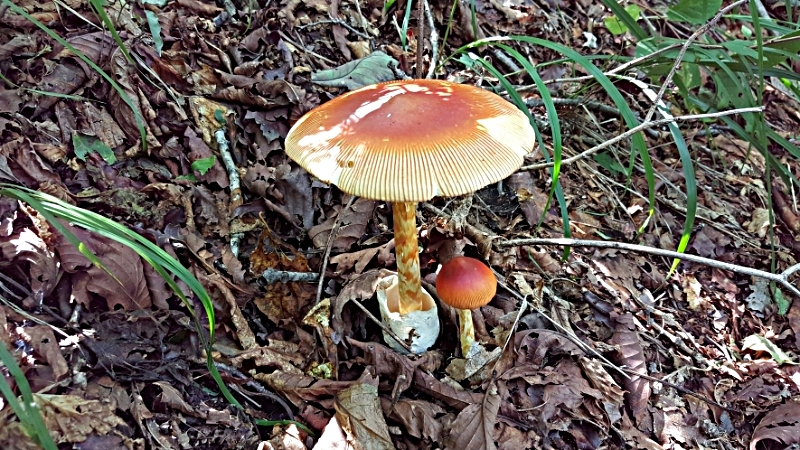 pencil_1536129136052.jpg
