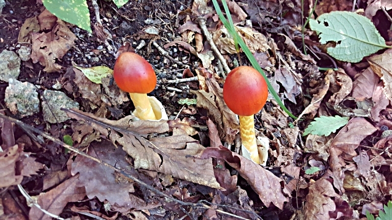 pencil_1536200271398.jpg
