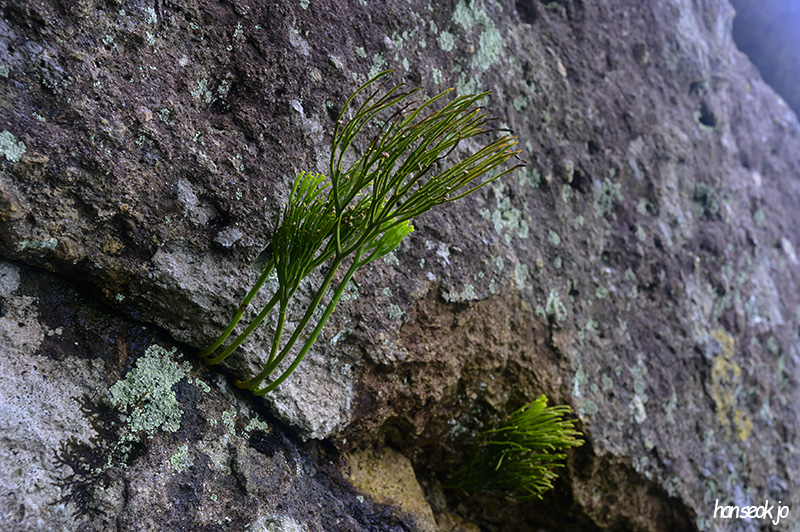 DSC_4219.jpg