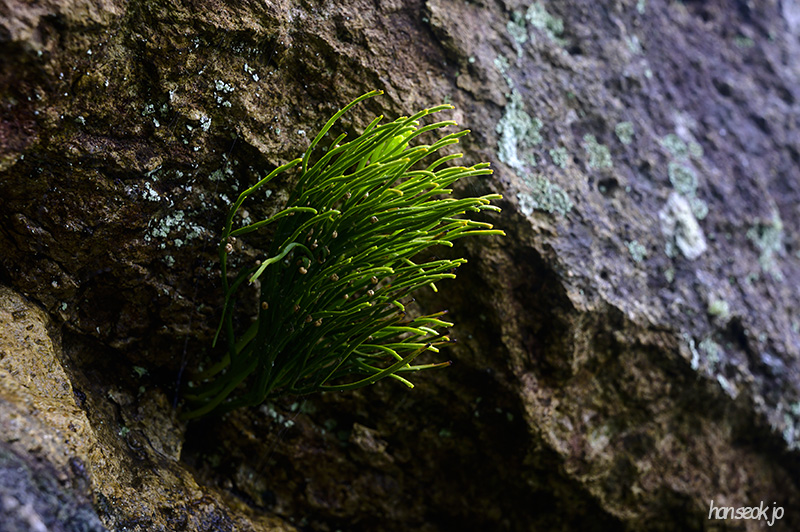 DSC_4221.jpg