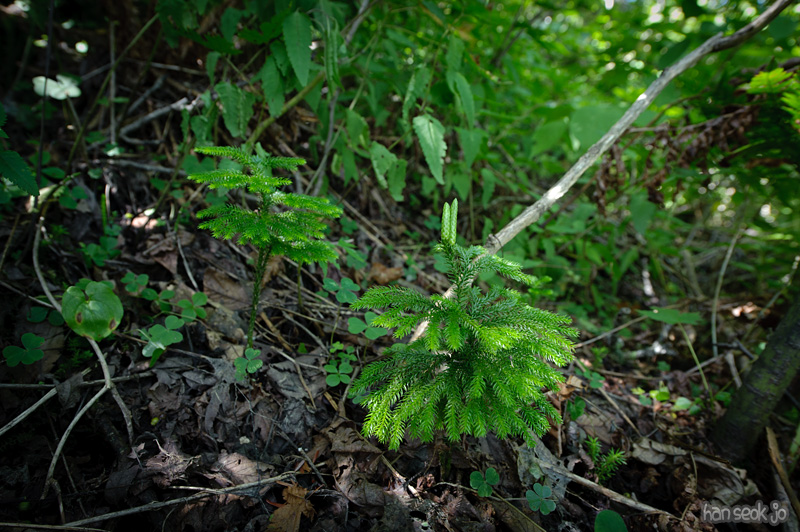 HSJ_9902.jpg