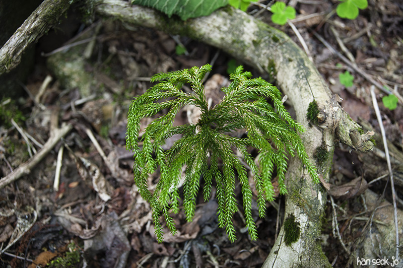 HSJ_5853.jpg