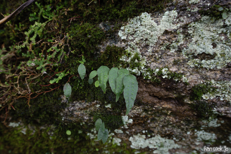 HSJ_0015.jpg