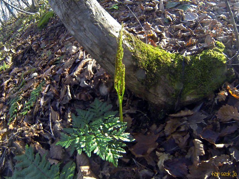GOPR0494.jpg