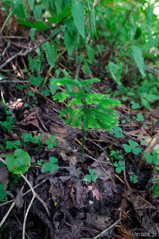 HSJ_9901.jpg