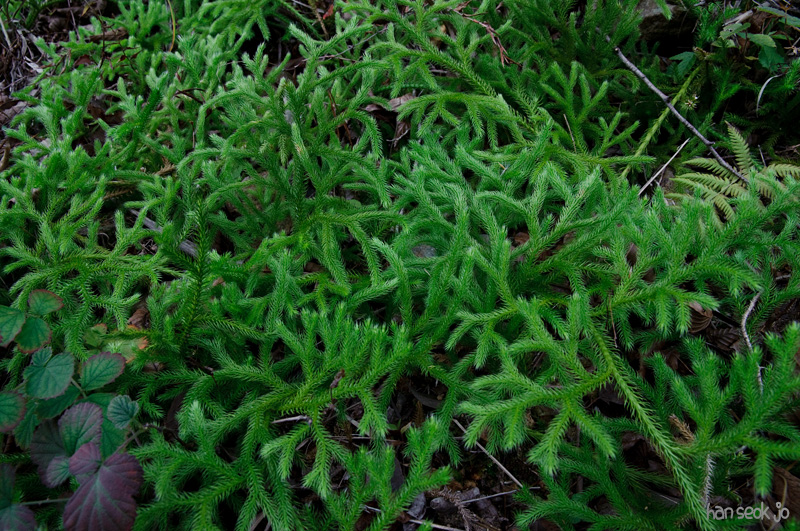 DSC_4525.jpg
